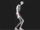 Skeleton