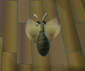 Tiger Moth